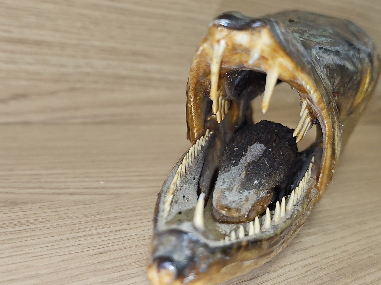 Ancienne tête de brochet naturalisée vintage, taxidermie, curiosité, déco rétro