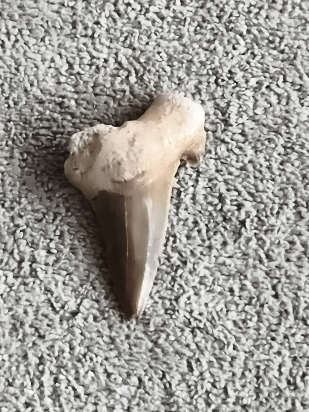 Fossile dent de requin, couleur beige grise, pointe triangulaire