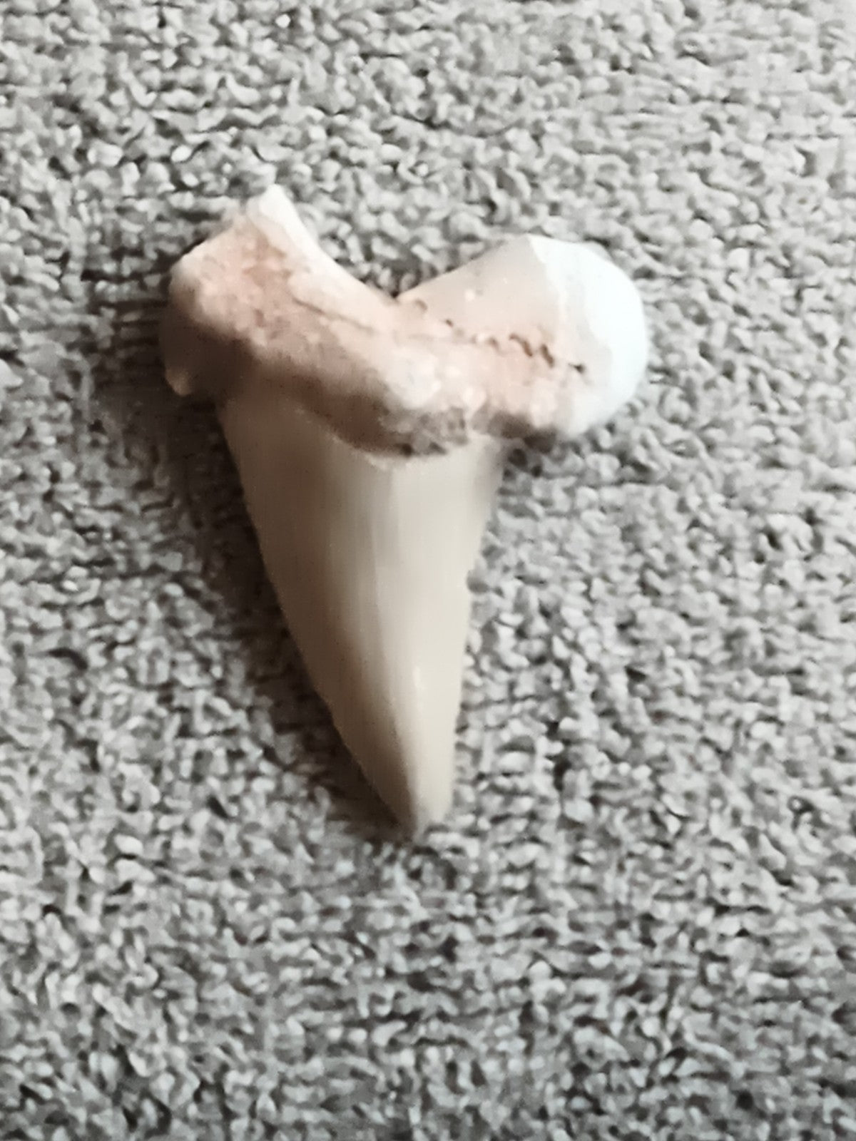Dent fossile de requin aspect beige crème, pointe triangulaire, fossil shark too