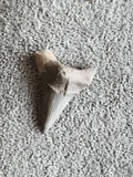 Fossile dent de requin triangulaire grise aspect minéral paléontologie