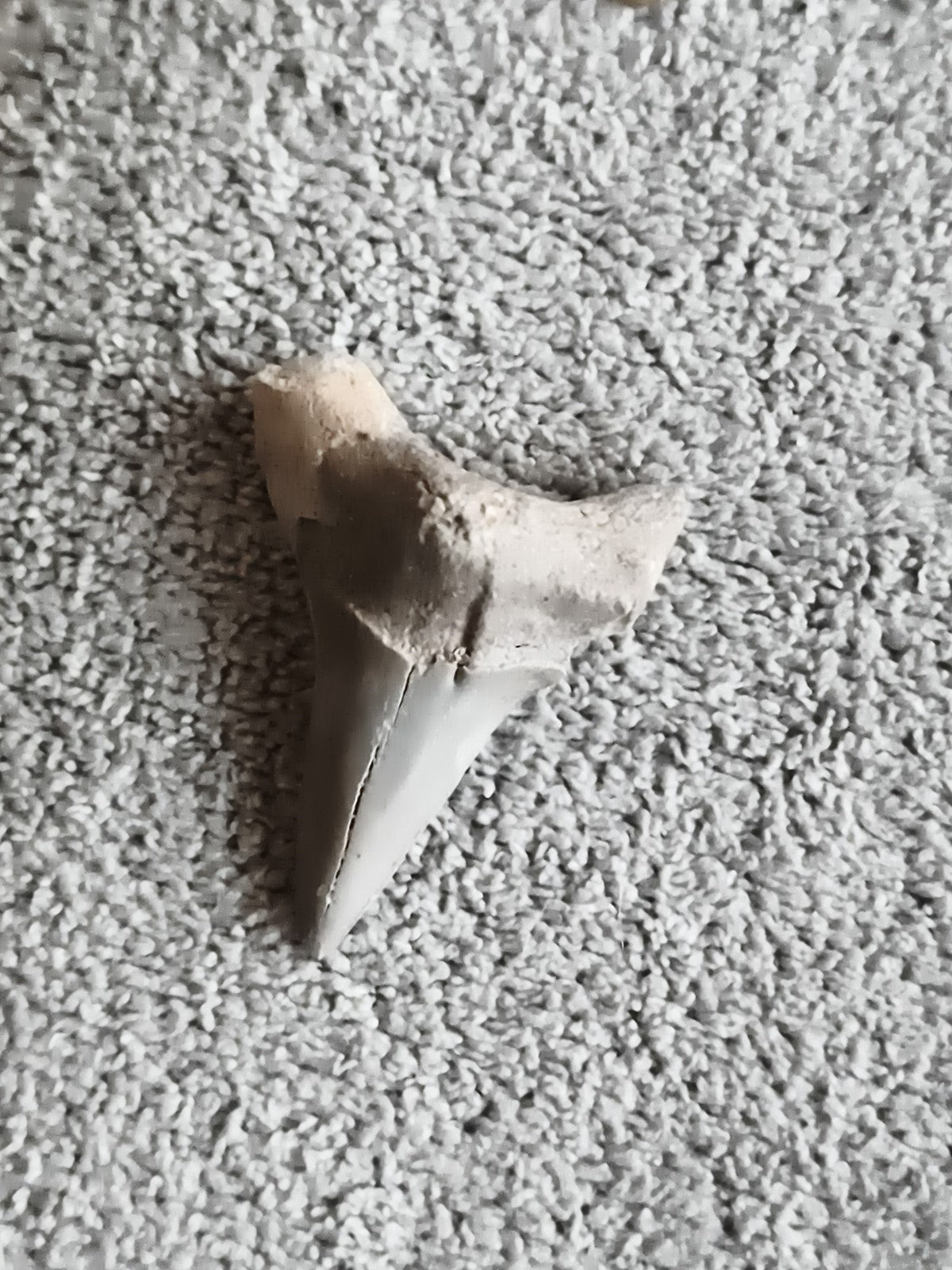 Fossile dent de requin triangulaire grise aspect minéral paléontologie