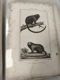 Ancienne gravure animalière XIXe singes tamarin ouistiti, planche illustrée