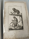 Ancienne gravure animalière XIXe, singes, planche zoologie, déco vintage