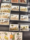 Lot timbres anciens S. Tomé e Príncipe dinosaures oblitérés Db 6 à 50 philatélie