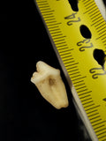 Dent mammifère taxidermie vintage ancien cabinet curiosités collection 3,2cm
