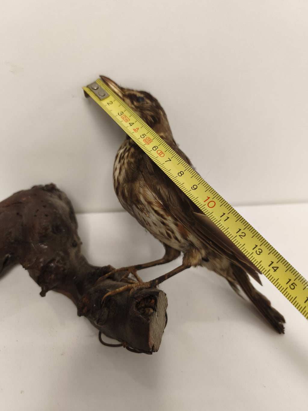 Taxidermie ancienne vintage grive mauvis naturalisée oiseau déco collection