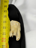 Dent ancienne de mammifère, curiosité cabinet, taxidermie vintage
