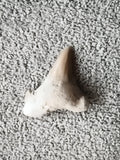 Fossile dent de requin, teinte beige claire, forme triangulaire