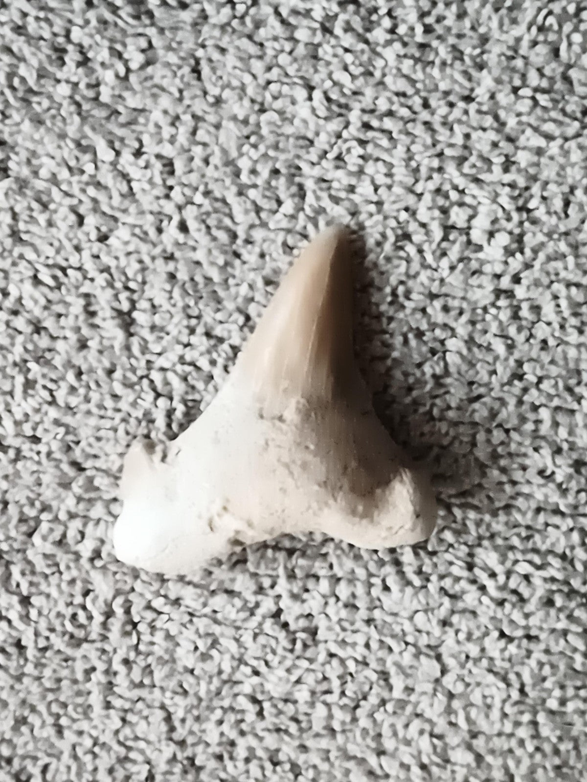 Fossile dent de requin, teinte beige claire, forme triangulaire