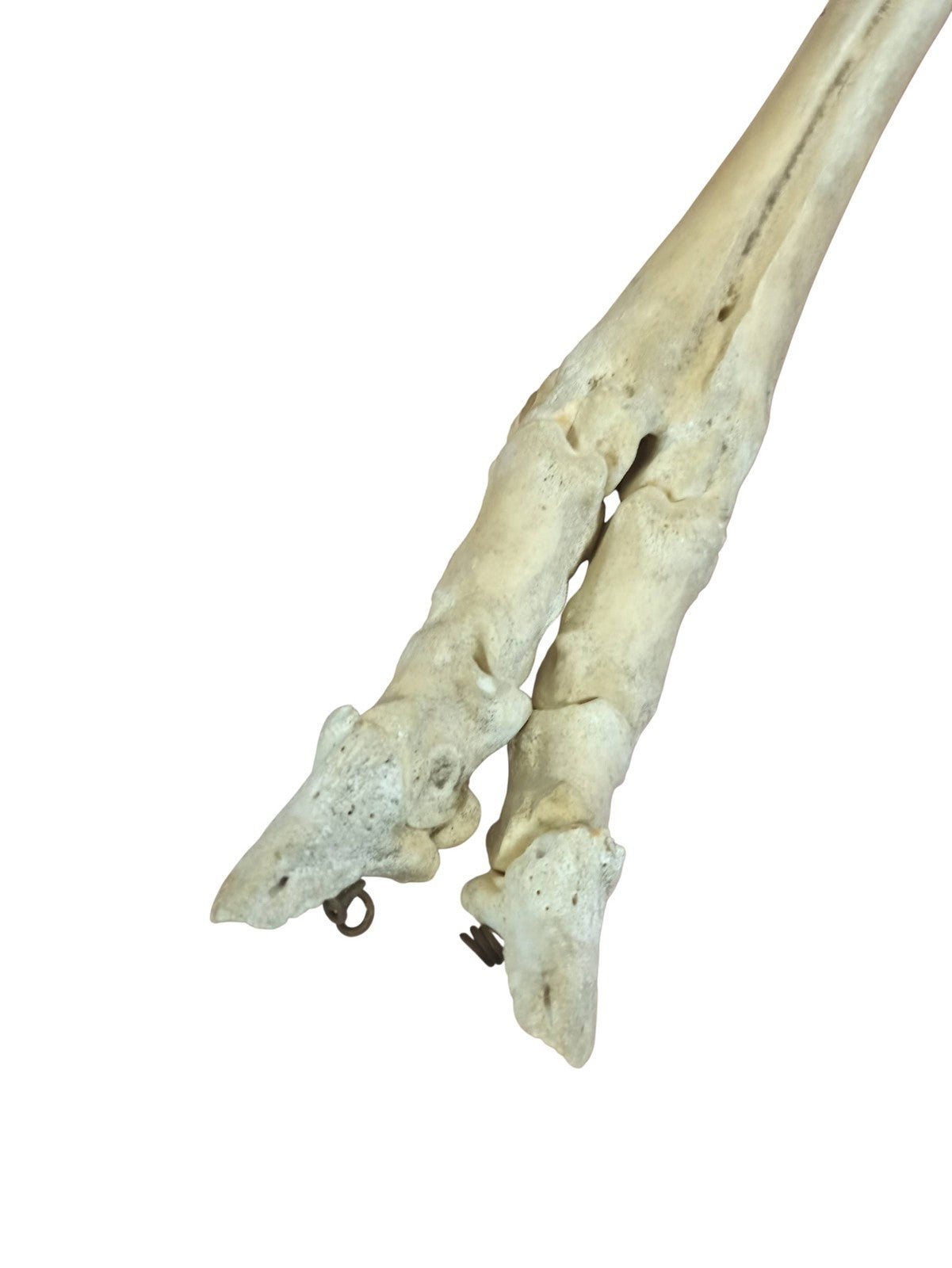 Segment de jambe squelette cheval ancien, os naturel taxidermie vintage curiosit