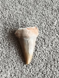 Fossile dent de requin aspect beige brun, pièce naturelle minéralogie