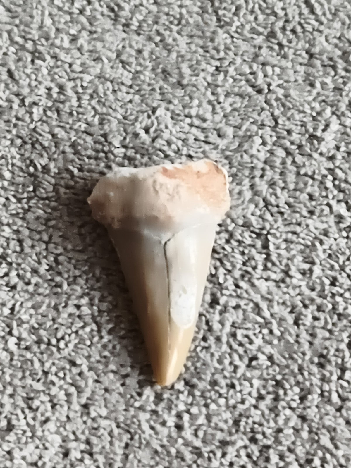 Fossile dent de requin aspect beige brun, pièce naturelle minéralogie