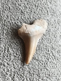 Fossile dent de requin, teinte beige, fragment minéralisé, pièce paléontologie