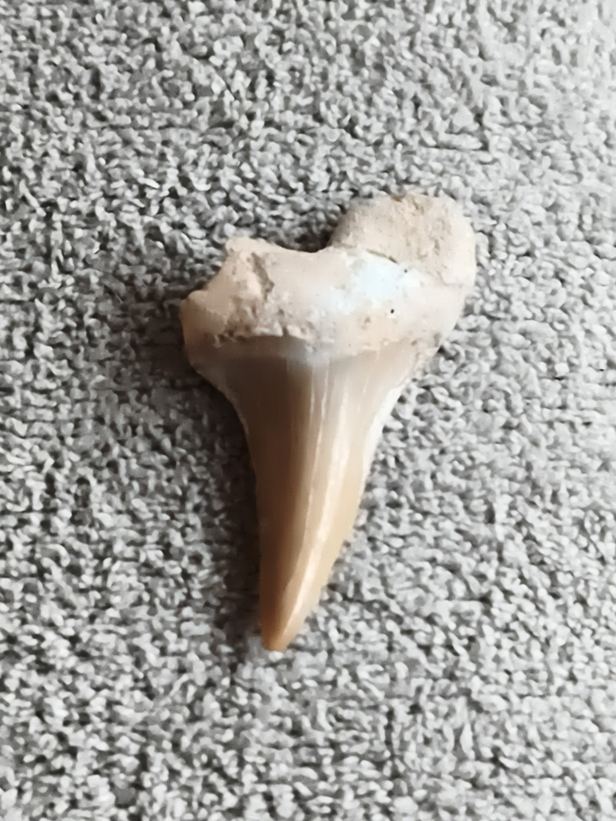 Fossile dent de requin, teinte beige, fragment minéralisé, pièce paléontologie