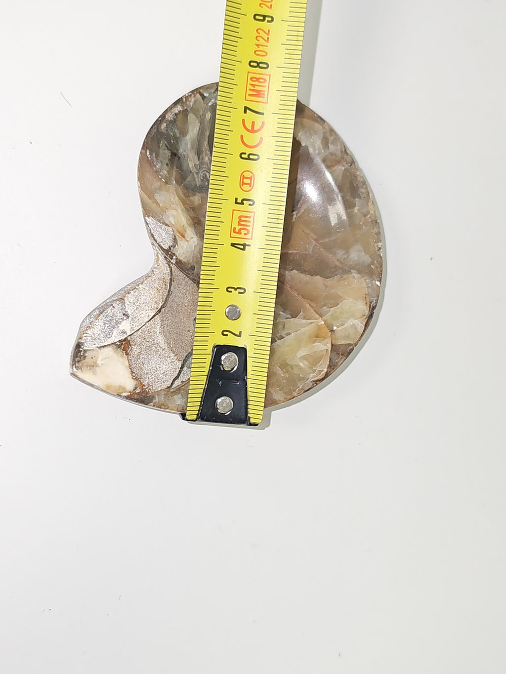 Ammonite fossile authentique d?Erfoud Maroc pierre naturelle spirale décor minér