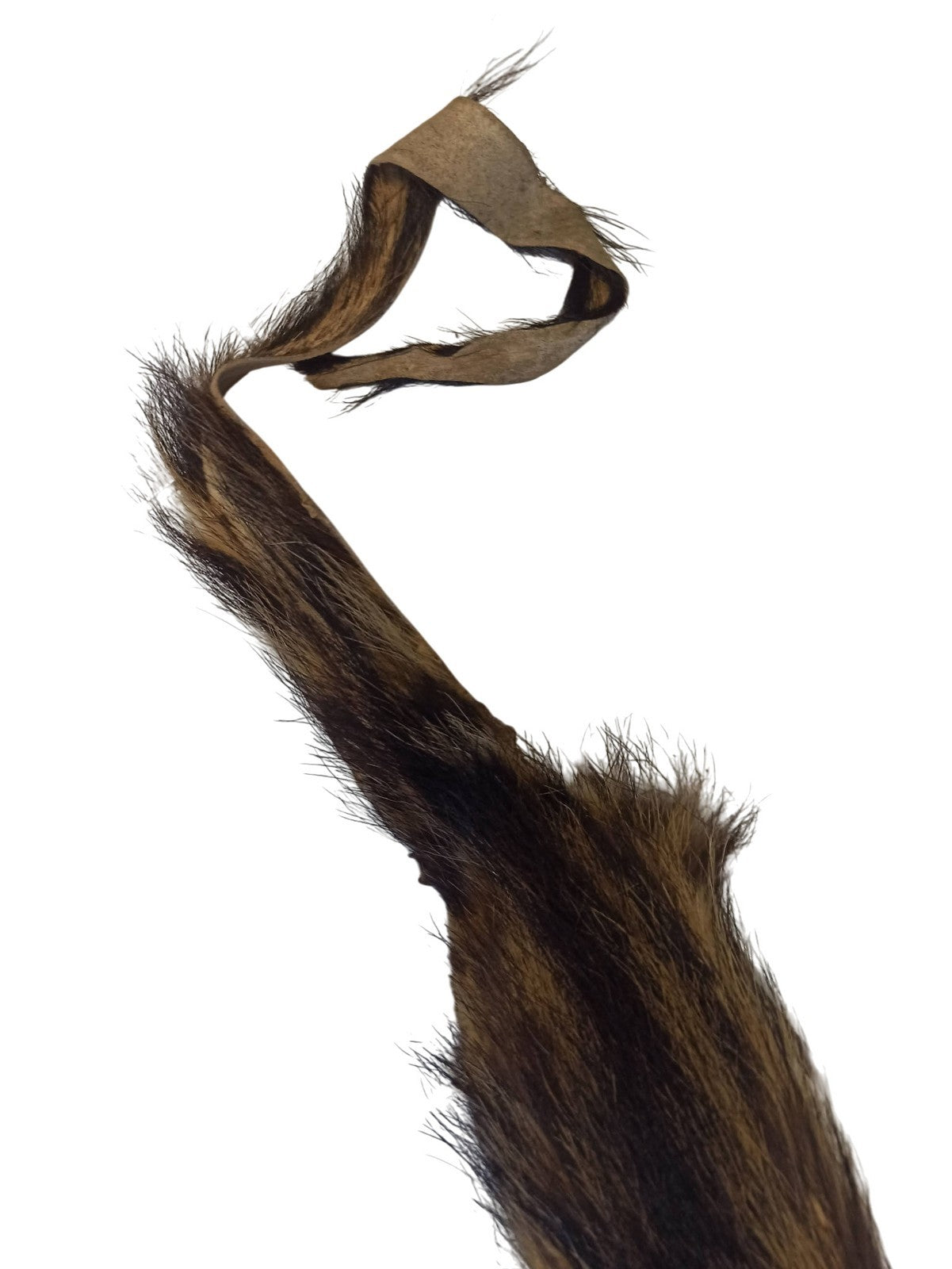 Peau de félin taxidermie vintage, cabinet de curiosités, ancienne, 90cm