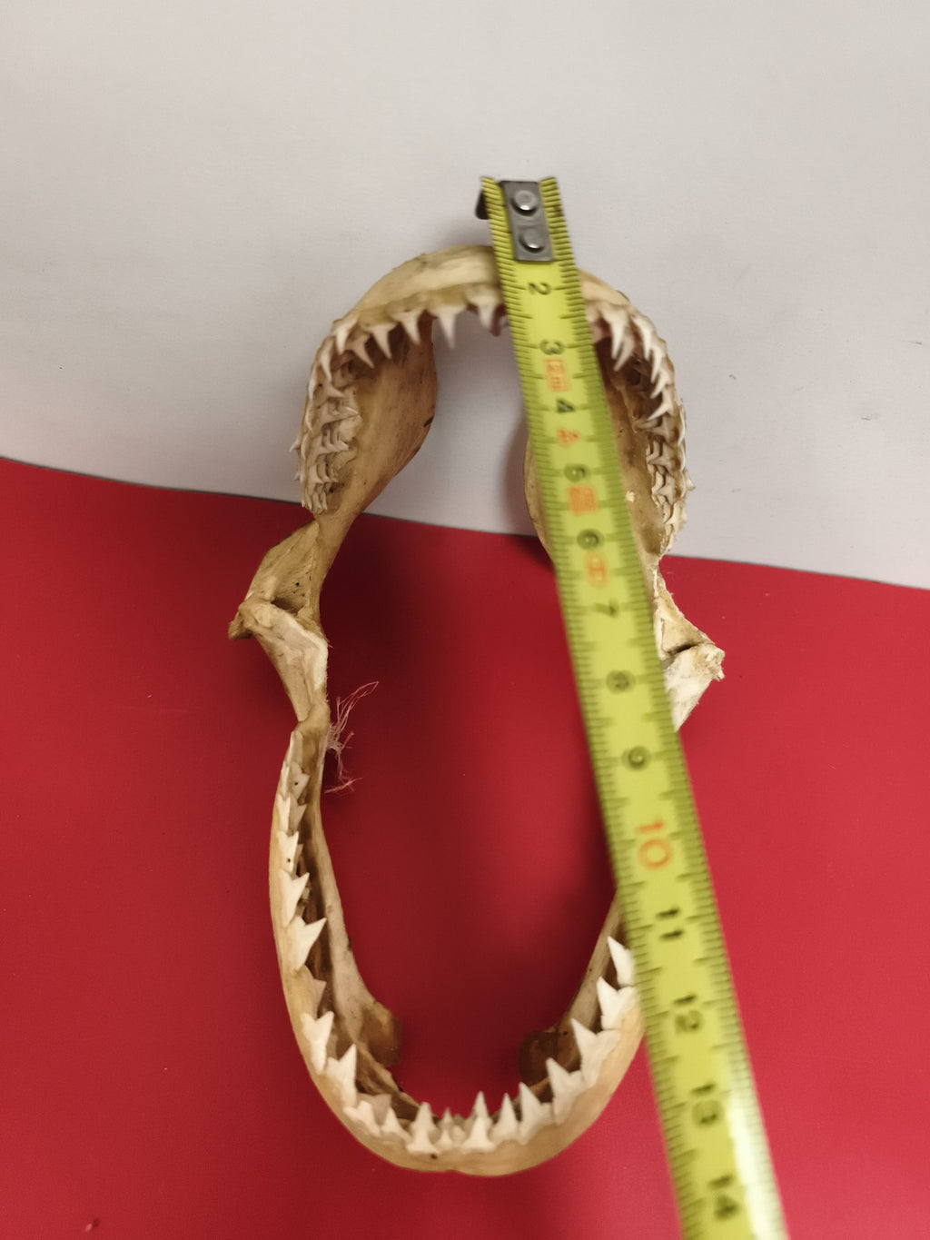 Mâchoire ancienne taxidermie requin dents visibles déco cabinet curiosités