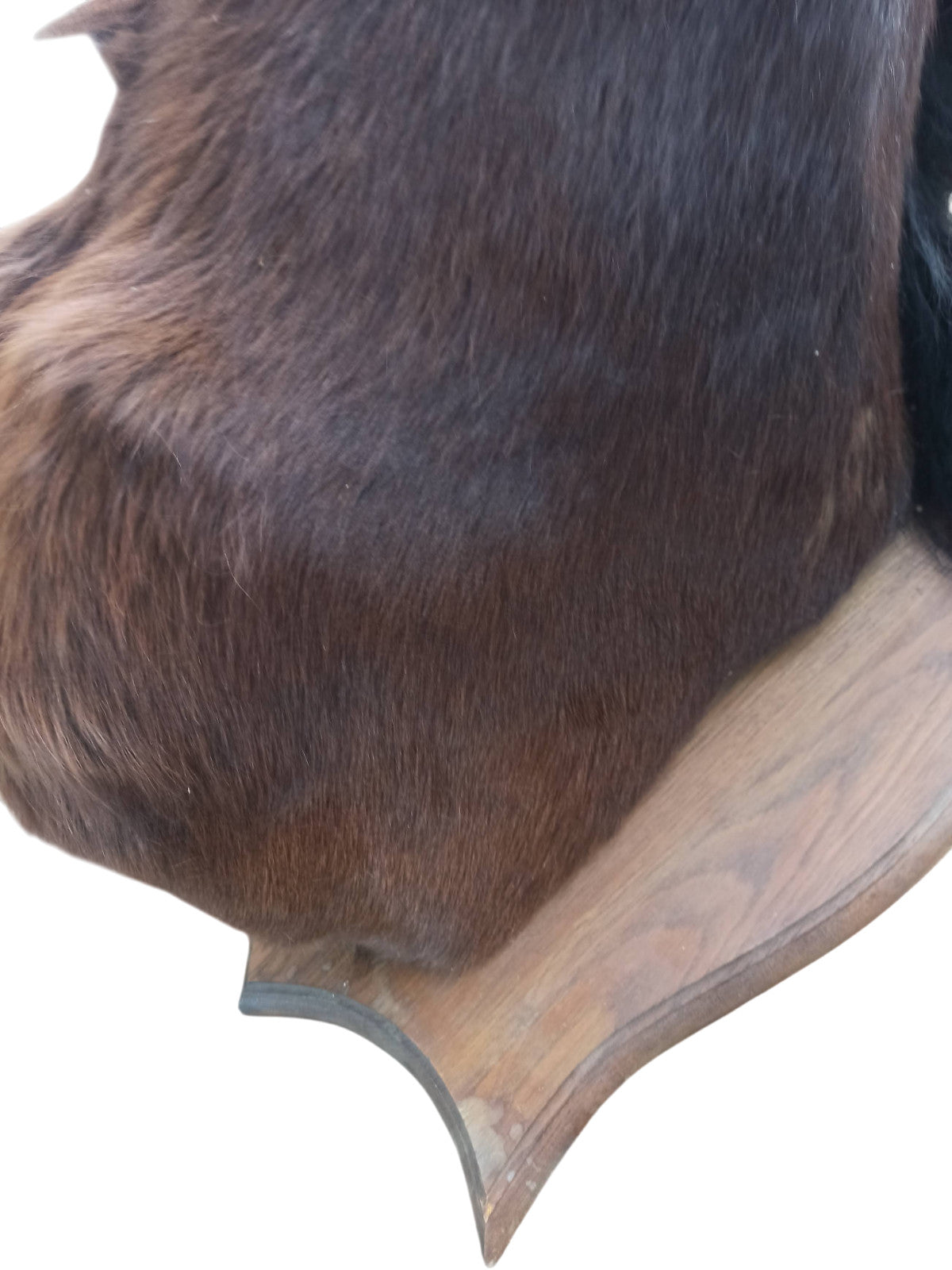 Très rare taxidermie Cabinet de curiosité grande tête trophée Cheval 1 mètre