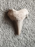 Fossile dent de requin triangulaire beige océan, paleontologie, fossil shark too