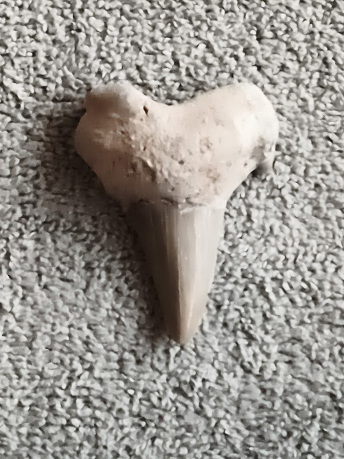 Fossile dent de requin triangulaire beige océan, paleontologie, fossil shark too