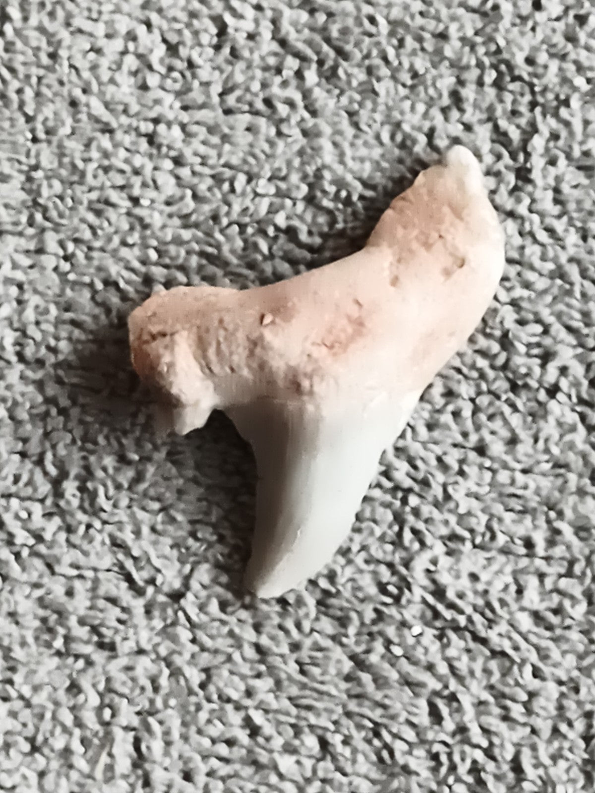 Fossile dent de requin, teinte beige blanc, forme triangulaire
