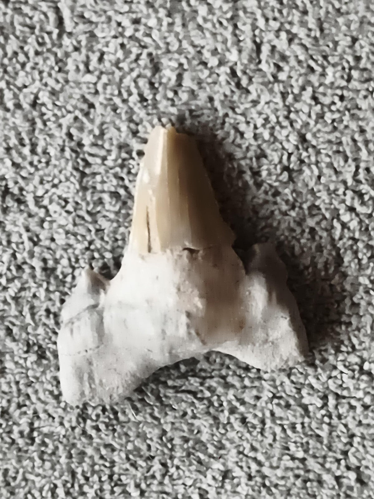 Fossile dent de requin triangulaire beige minéral paléontologie