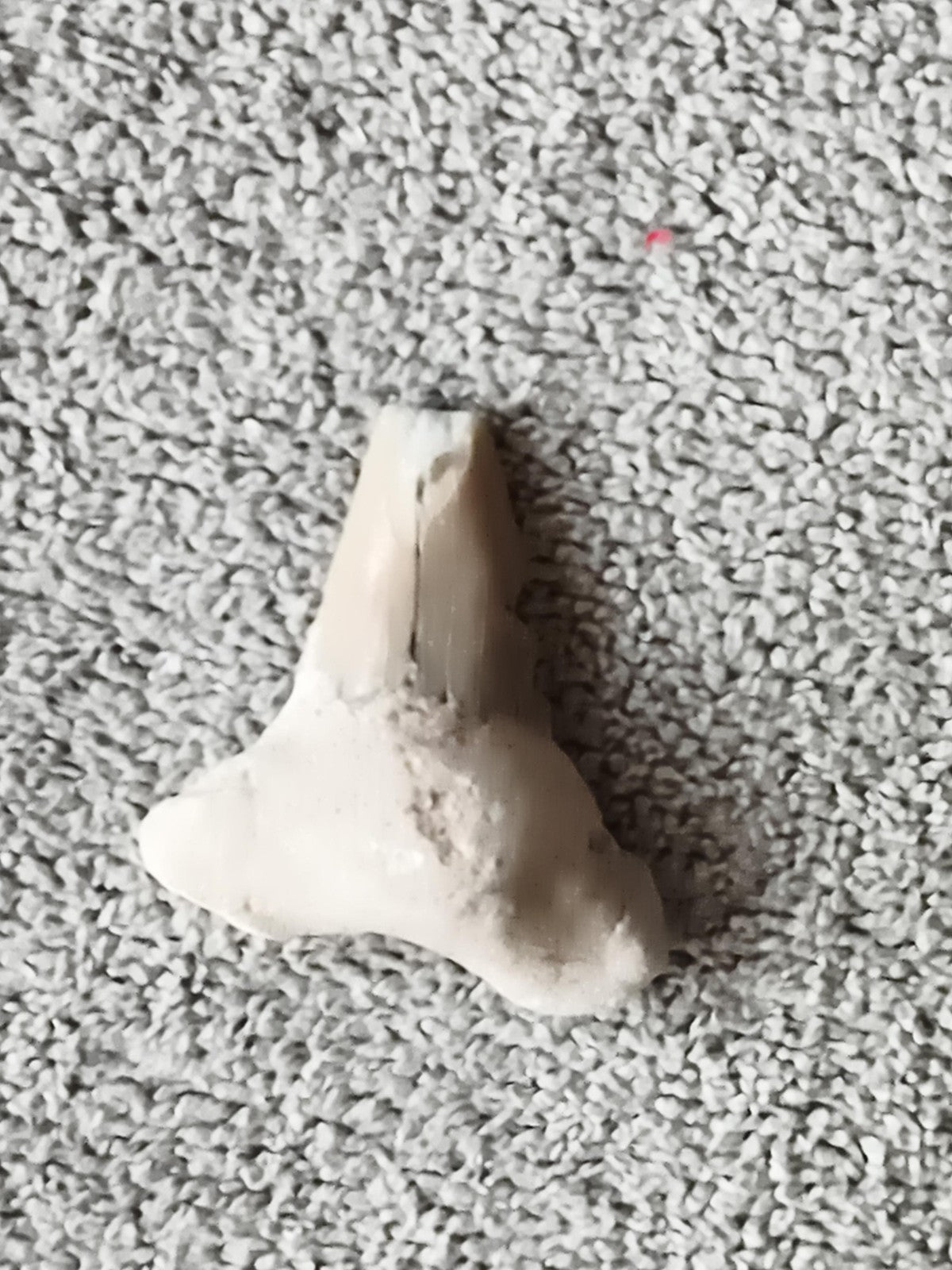 Fossile dent de requin triangulaire aspect beige minéral