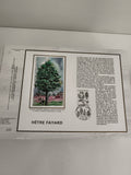 Feuillet philatélique CEF HÊTRE FAYARD timbre illustré botanique