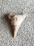 Fossile dent de requin triangulaire teinte beige grise paléontologie