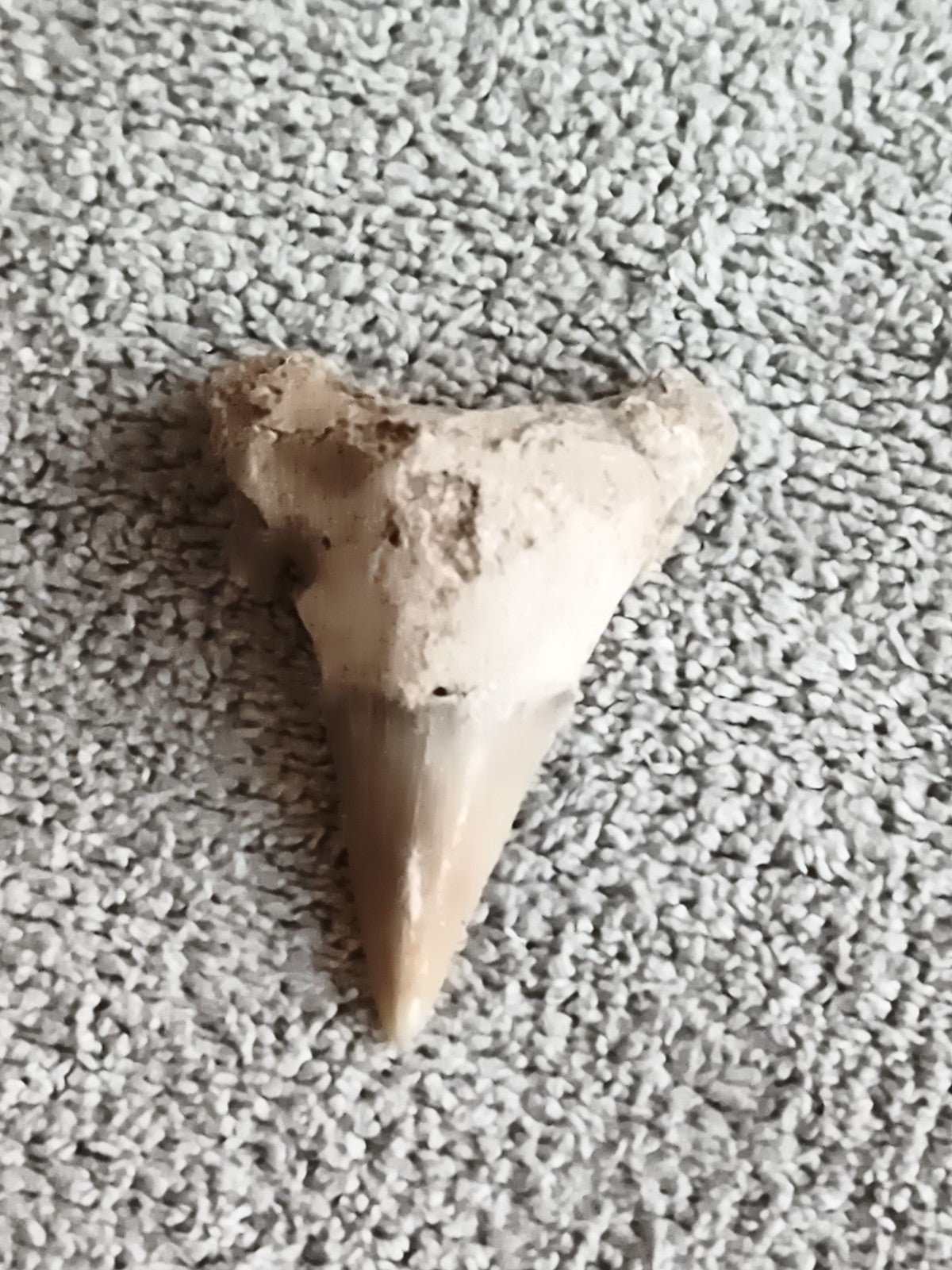 Fossile dent de requin triangulaire teinte beige grise paléontologie