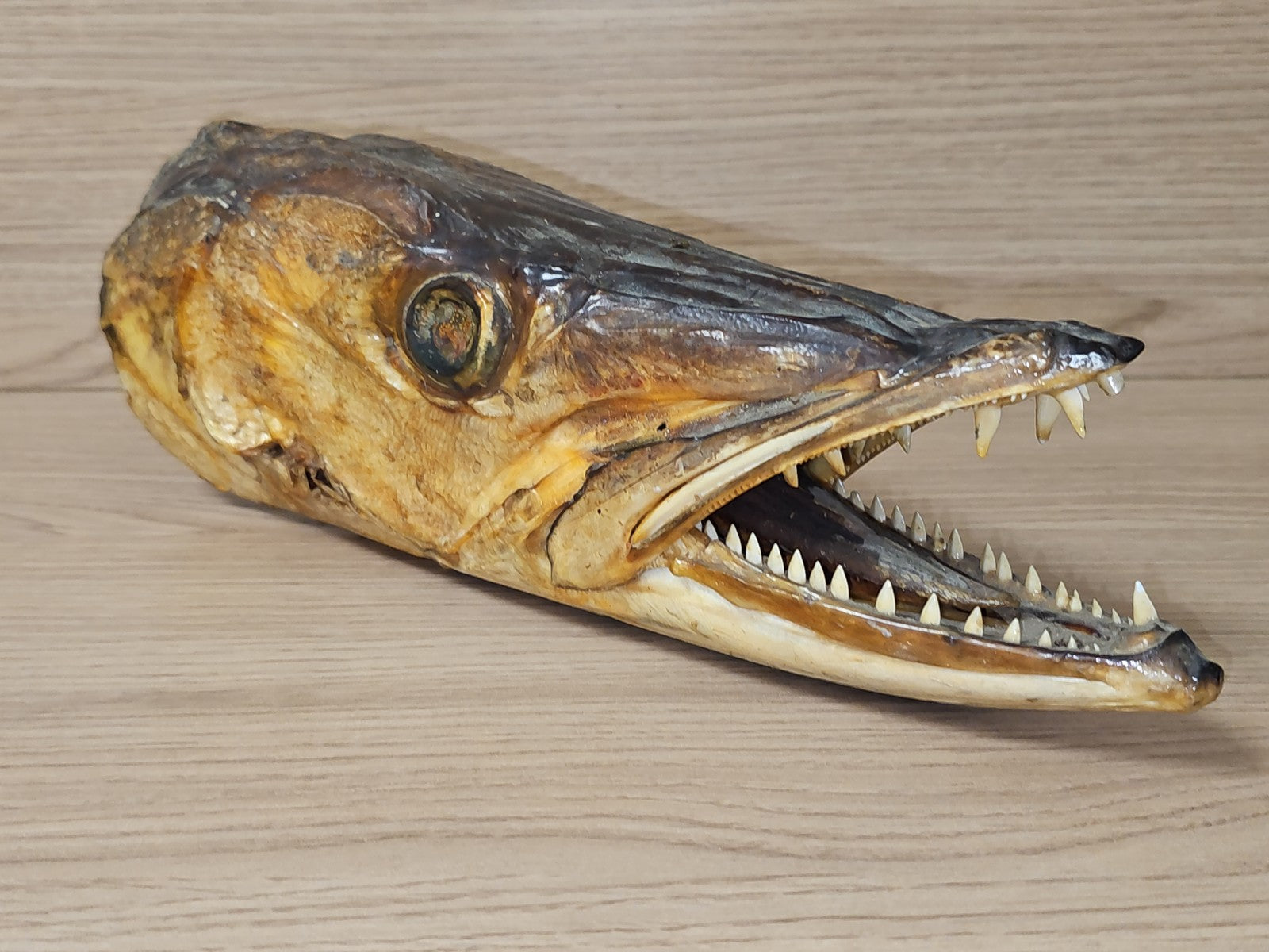 Ancienne tête de brochet naturalisée vintage, taxidermie, curiosité, déco rétro