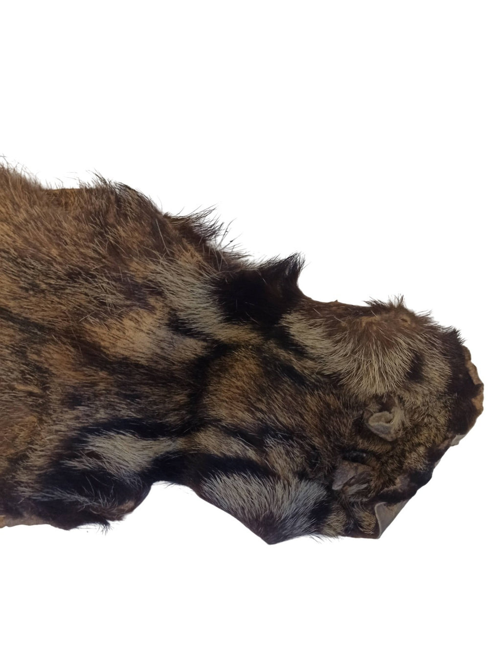 Peau de félin taxidermie vintage, cabinet de curiosités, ancienne, 90cm