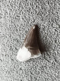 Fossile dent de requin triangulaire brun beige minéral paléontologie