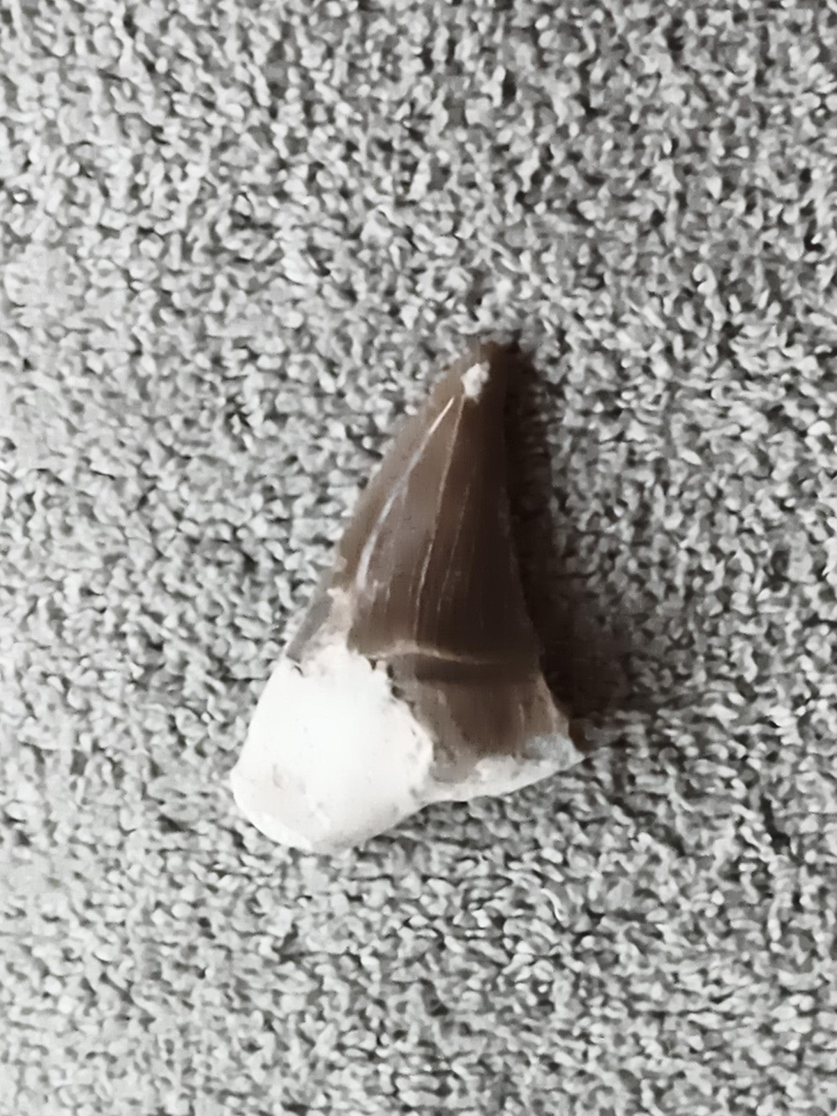 Fossile dent de requin triangulaire brun beige minéral paléontologie