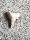 Fossile dent de requin triangulaire beige gris, dentition préhistorique
