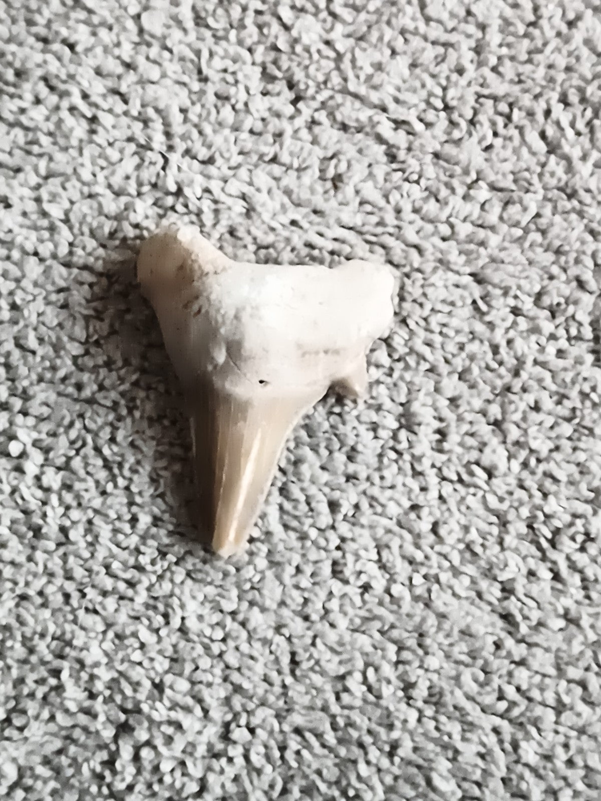 Fossile dent de requin triangulaire beige gris, dentition préhistorique