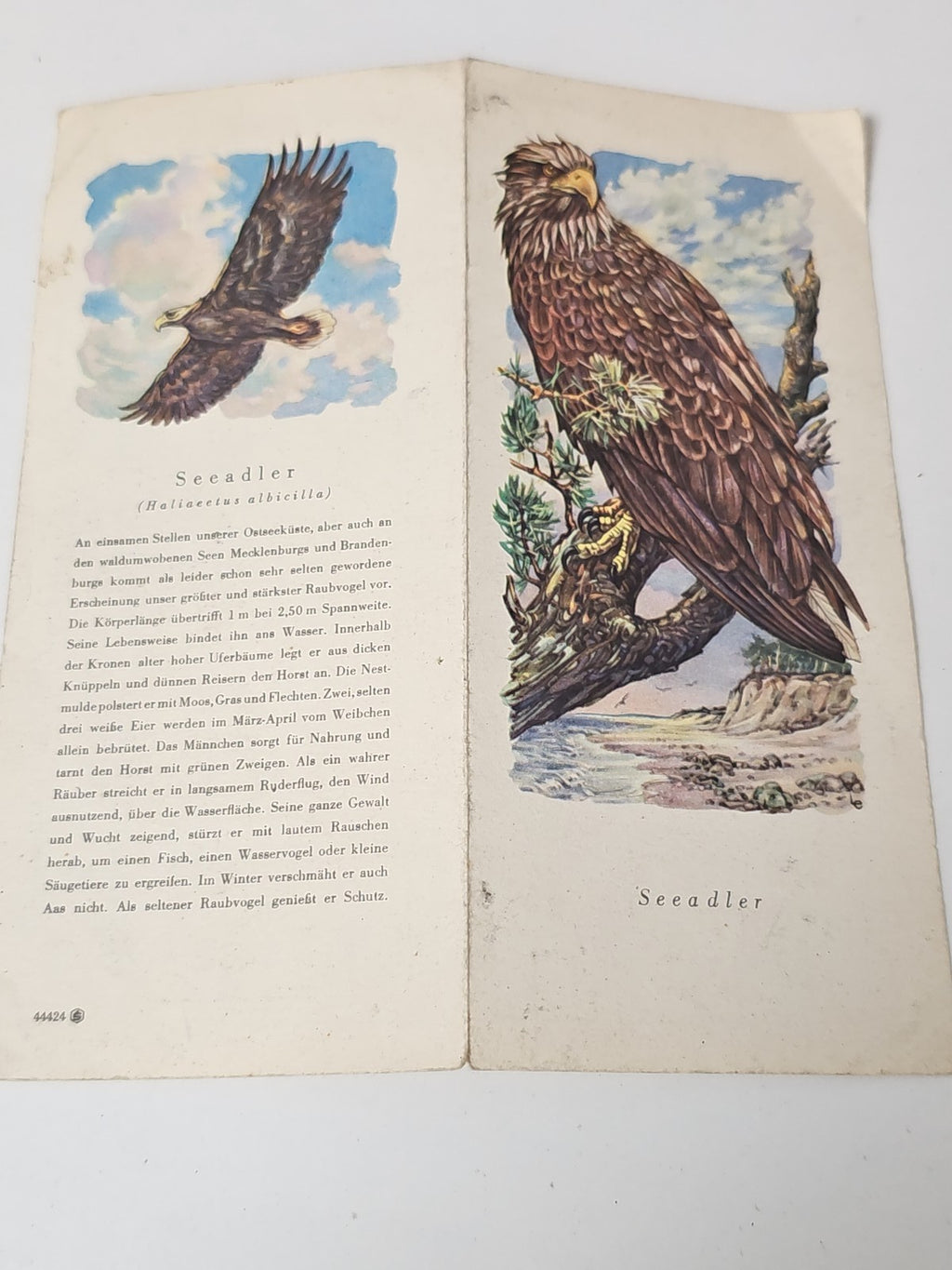 Ancien flyer Seadler vintage, rare document rétro pour collection affiches ancie