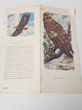 Ancien flyer Seadler vintage, rare document rétro pour collection affiches ancie