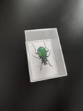 Insecte naturalisé vert sous boîte transparente, insecte taxidermie déco