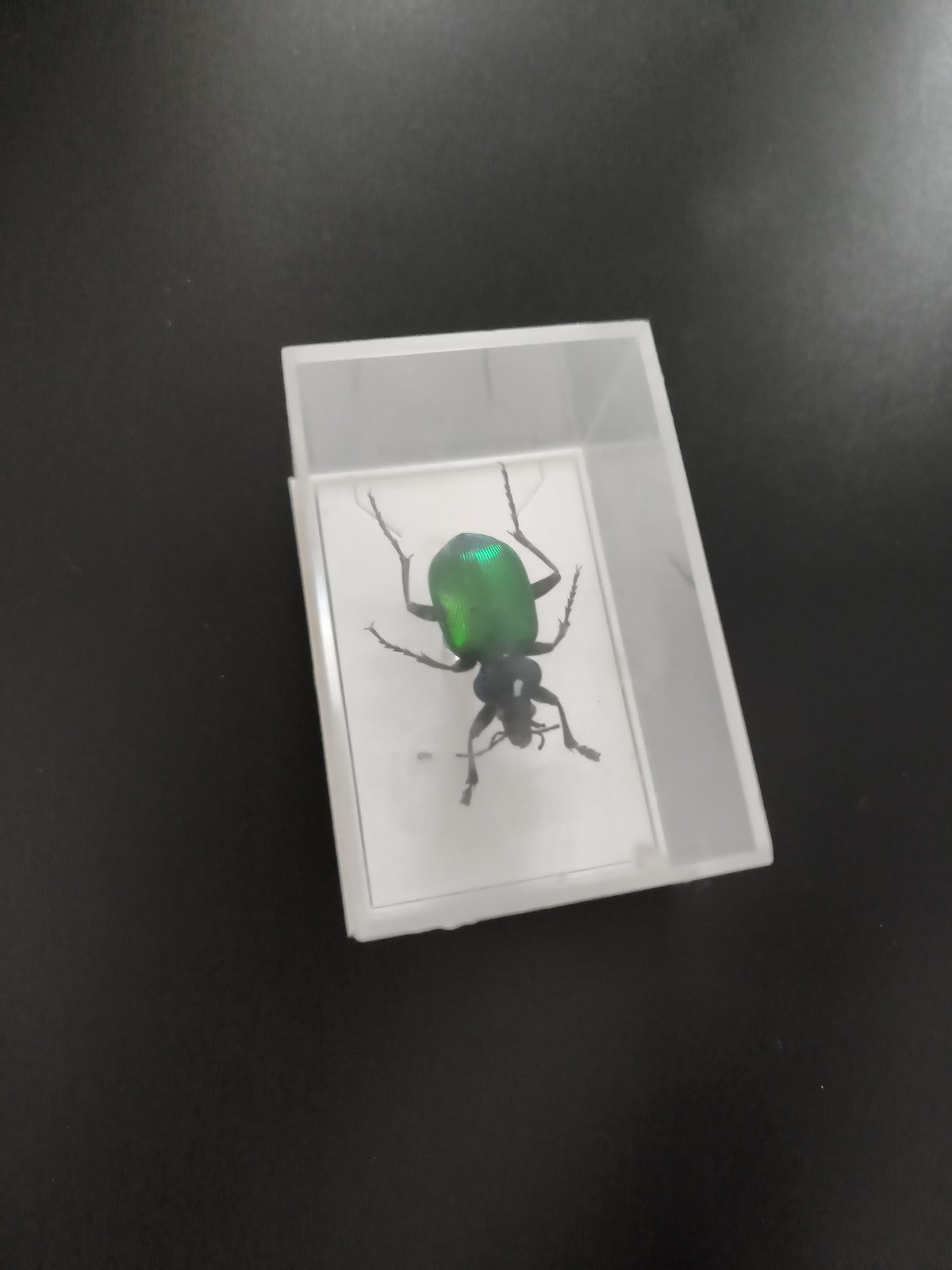 Insecte naturalisé vert sous boîte transparente, insecte taxidermie déco