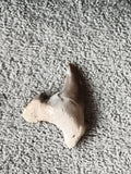 Fossile dent de requin aspect brun beige, pièce naturelle minéral