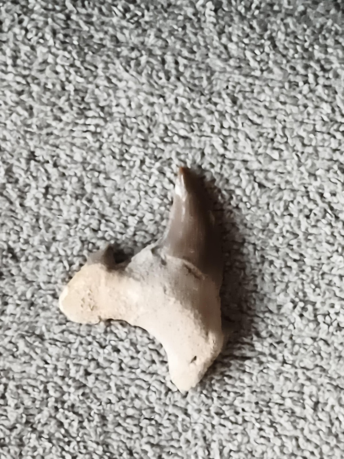 Fossile dent de requin aspect brun beige, pièce naturelle minéral