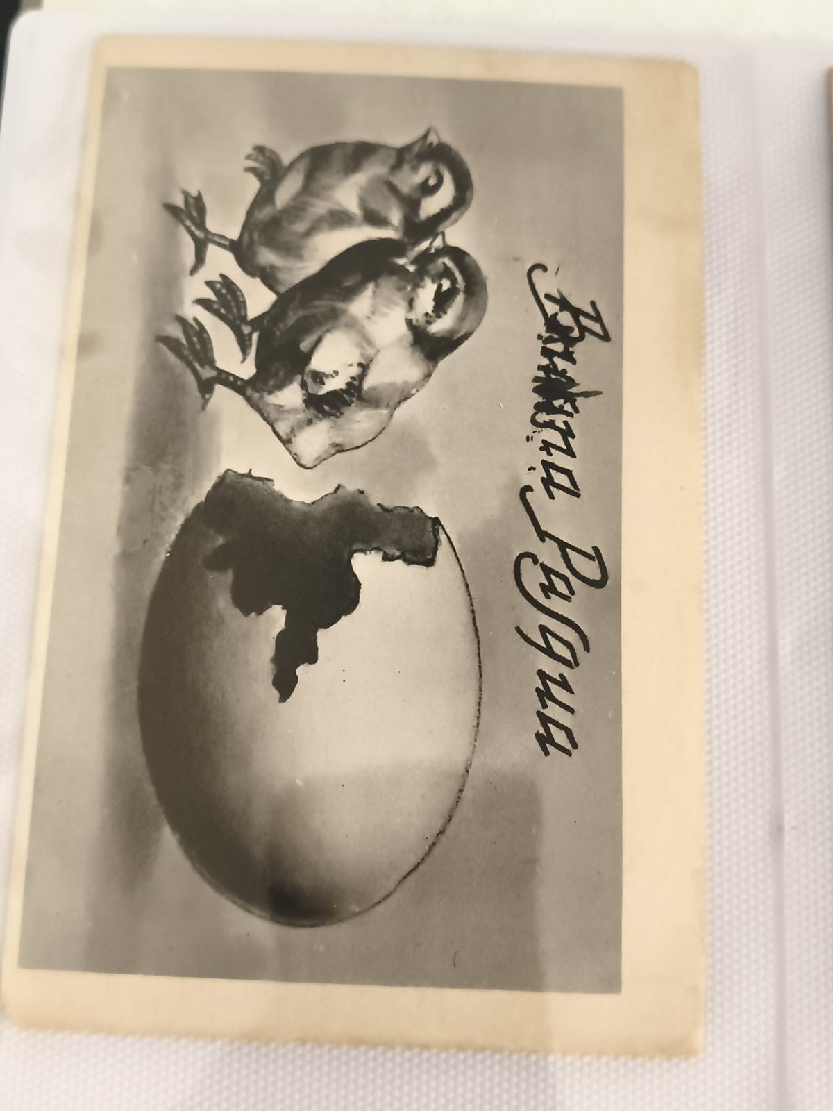 Carte postale ancienne CPA poussins œuf cassé dessin noir et blanc signature