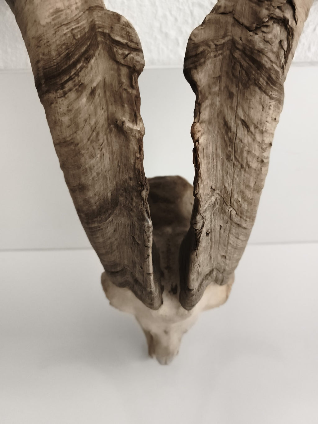 Crâne ancien avec très grandes cornes spirales taxidermie déco naturelle