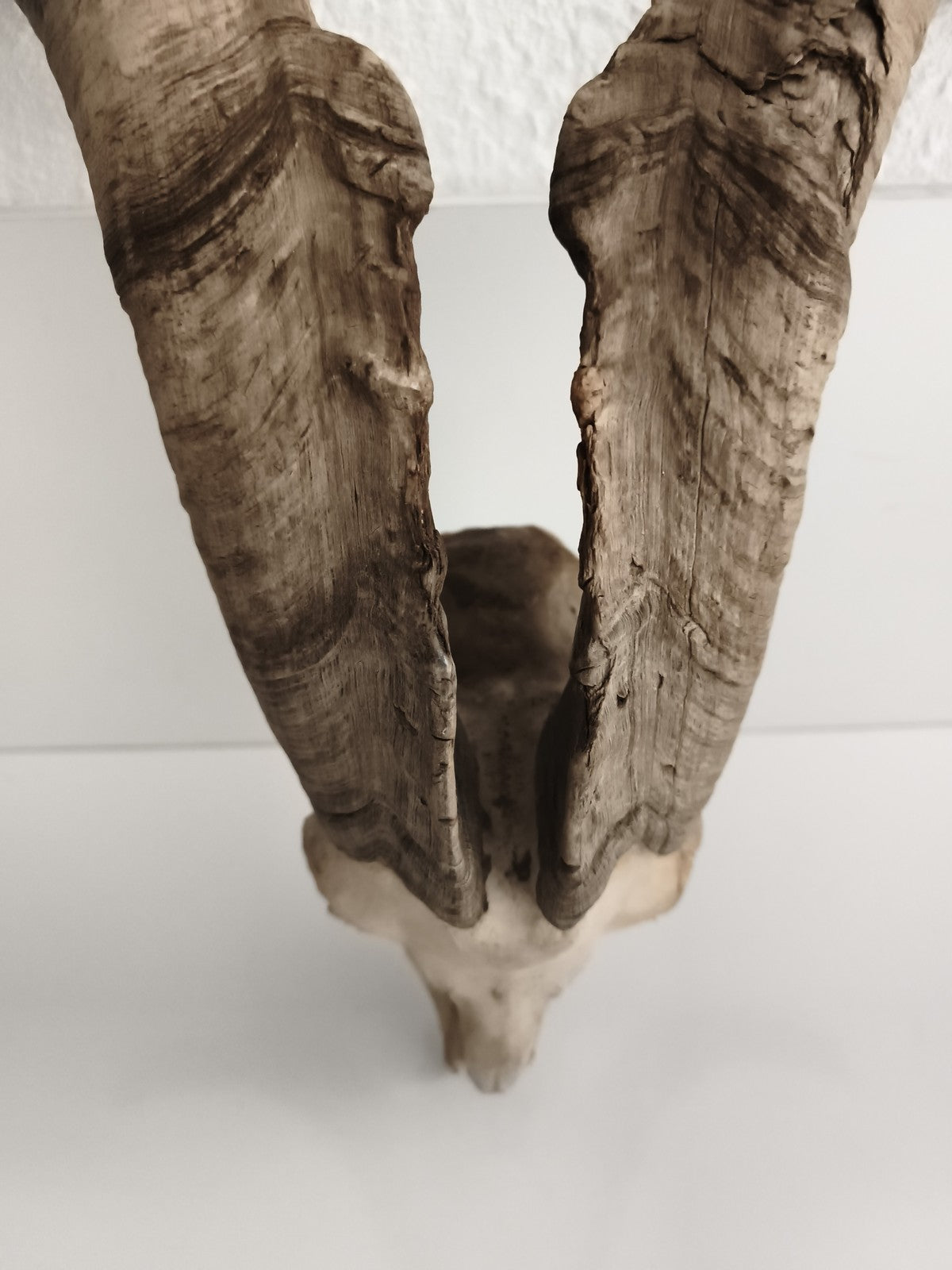 Crâne ancien avec très grandes cornes spirales taxidermie déco naturelle