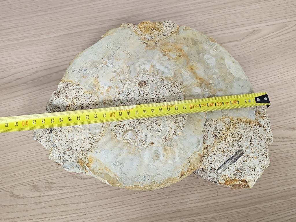 Grande ammonite fossilisée authentique du Texas pierre naturelle décoration
