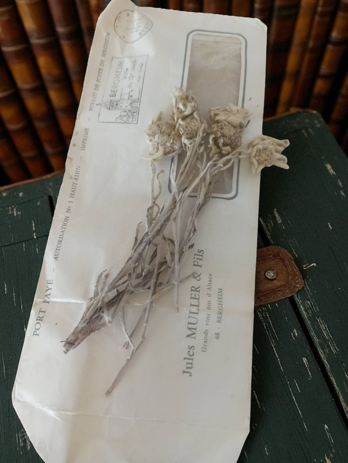 Fleurs séchées anciennes début XXe sur enveloppe Jules Muller & Fils Alsace vint