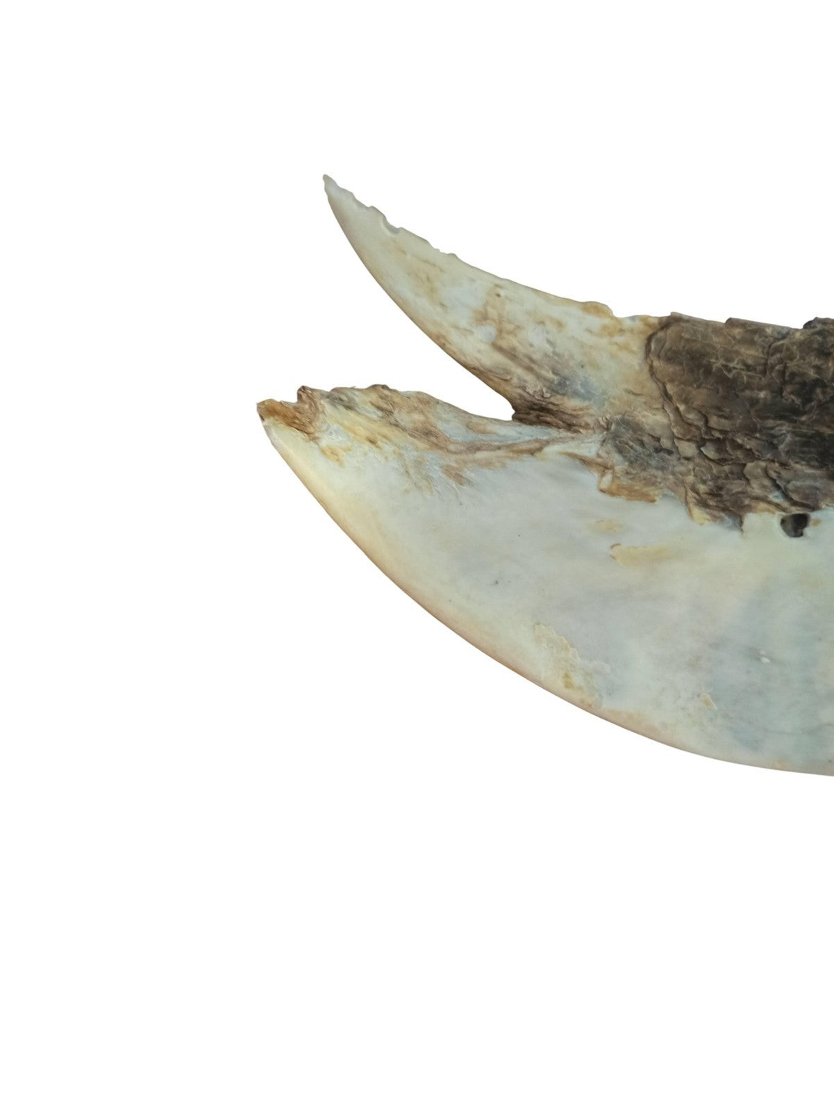Bec ancien d’oiseau marin taxidermie vintage cabinet curiosités déco