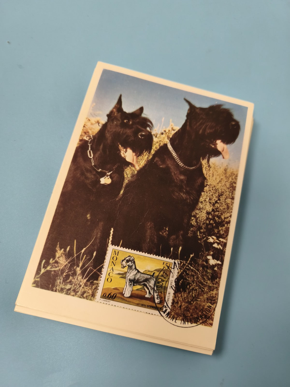 Carte postale philatélie chiens noirs Schnauzer timbre Monaco 0,60 oblitéré