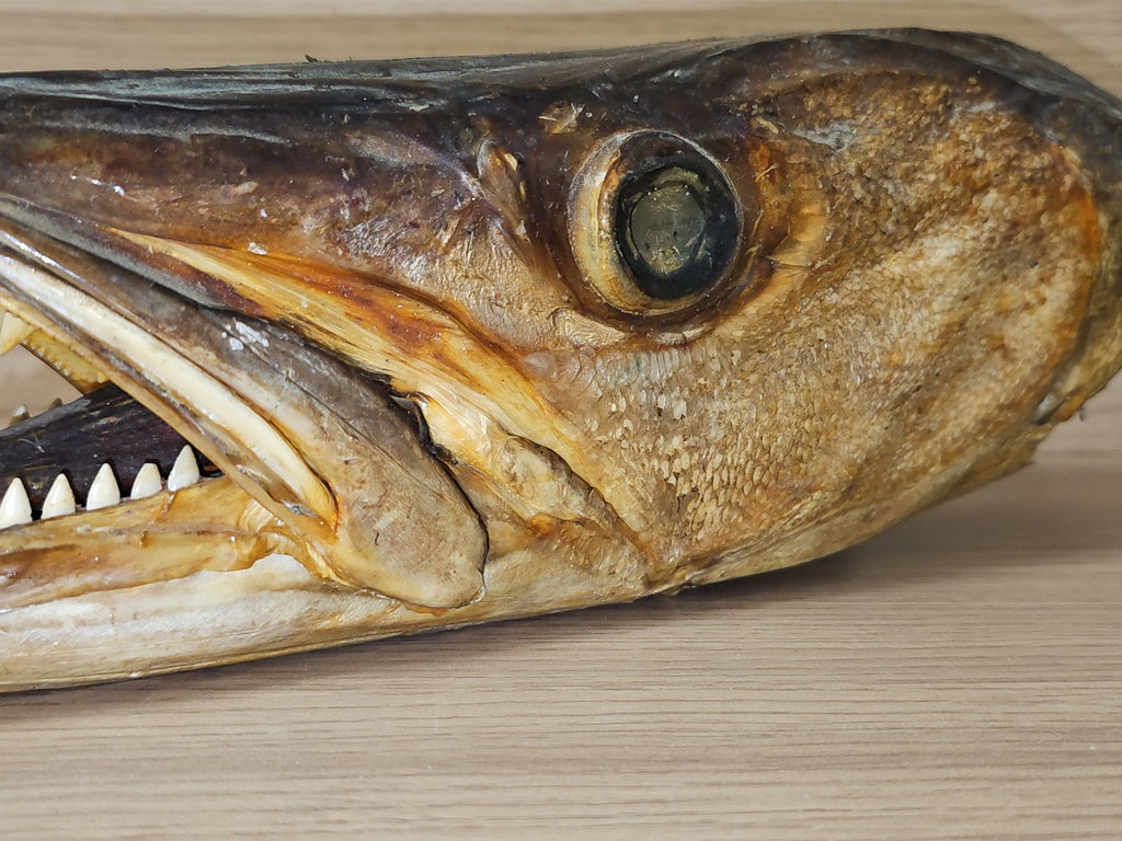 Ancienne tête de brochet naturalisée vintage, taxidermie, curiosité, déco rétro
